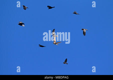Northern goshawk (Accipiter gentilis) hunting in flock of rooks (Corvus frugilegus) in flight against blue sky Stock Photo