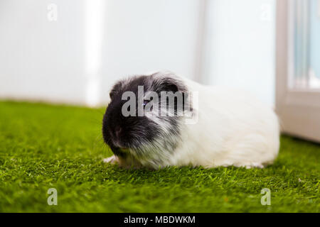 close-up of a small black and white guinea pig  or Cavia porcellus with black eyes on a green artificial grass Stock Photo