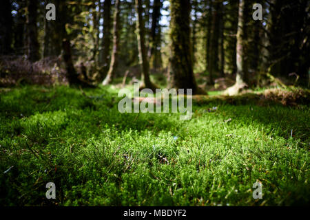 Sunlight shines on green moss on the forest floor between evergreen pine trees Stock Photo