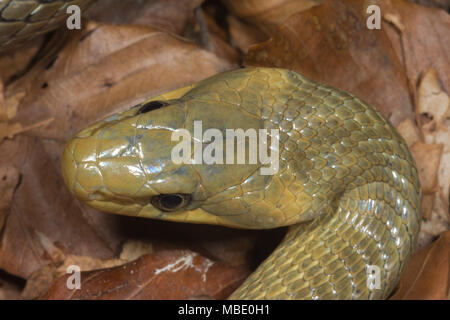 Overhead view of the head of an Aesculapian snake (Zamenis longissimus) near Lake Molveno, Italy Stock Photo