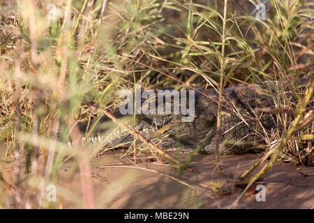 Crocodile among reeds on the banks of the Zambezi River near Victoria Falls in Zimbabwe. The croc (Crocodylus niloticus) peeks through the reeds. Stock Photo