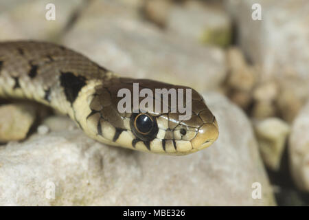 Front view of a juvenile Grass Snake (Natrix natrix) in Italy Stock Photo