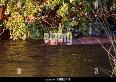A hippopotamus (Hippopotamus amphibius) in the Zambezi River near Victoria Falls in Zimbabwe. The creature is wallowing in the river water. Stock Photo