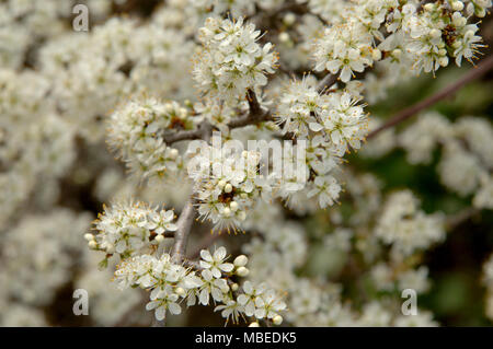 Black Thorn in Blossom and Bud, Spring Flowering in April. Stock Photo