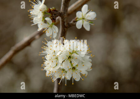 Black Thorn in Blossom and Bud, Spring Flowering in April. Stock Photo