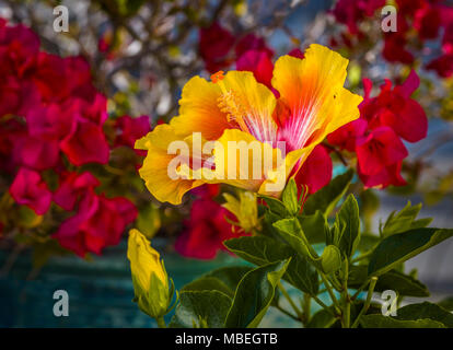 Yellow and red huge, colorful, trumpet-shaped Hibiscus flower with red flowers in background Stock Photo