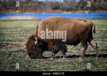 Buffalo (American Bison) in the Wichita Mountains National Wildlife Refuge Stock Photo