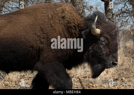 Buffalo (American Bison) in the Wichita Mountains National Wildlife Refuge Stock Photo