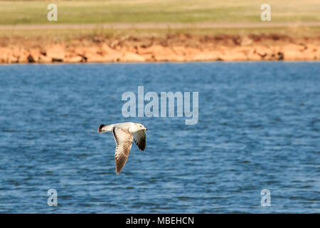 Ring billed Gull (Larus delawarensis) in flight Stock Photo