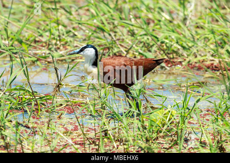 The African jacana is a wader in the family Jacanidae, identifiable by long toes and long claws that enable them to walk on floating vegetation. Stock Photo