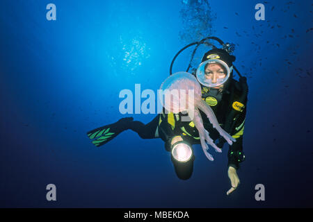 Scuba diver and fire jellyfish, mauve stinger, warty jelly (Pelagia noctiluca), dangerous, Corsica island, France