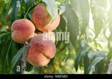 Ripe Peaches fruits on a branch of tree in garden. Stock Photo