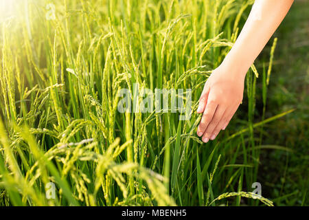 hand tenderly touching a young rice in the paddy field Stock Photo