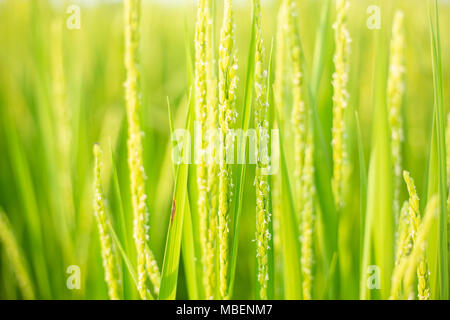 Green Rice Paddy Fields Stock Photo