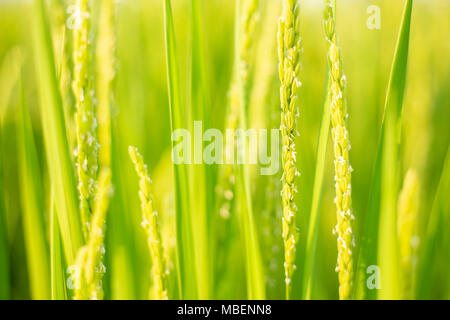 Green Rice Paddy Fields Stock Photo