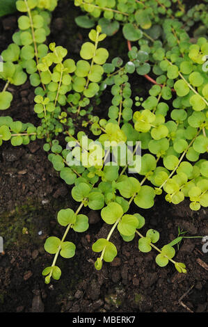 Creeping jenny (Lysimachia nummularia) is a species of flowering plant in the family Primulaceae. Stock Photo
