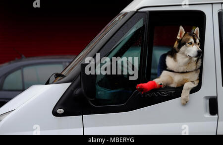 A beautiful 2 year old Husky dog with a broken leg leans out of the window of a van in Harrow, its leg in a red plaster cast Stock Photo