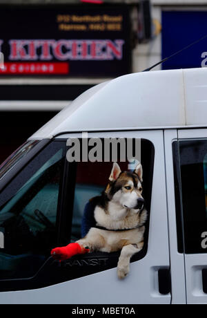 A beautiful 2 year old Husky dog with a broken leg leans out of the window of a van in Harrow, its leg in a red plaster cast Stock Photo