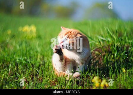 funny ginger cat washes his filthy hands on a green spring meadow Stock Photo