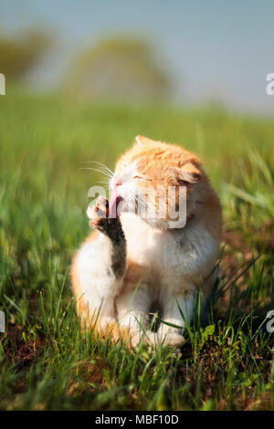 funny ginger cat tongue licking filthy hands on a green spring meadow Stock Photo