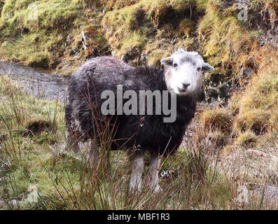 Autumnal views of the English Lake District Stock Photo