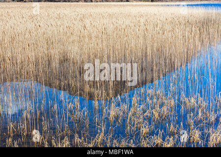 reflection of Beinn na Caillich in reed beds at Loch Cill Chriosd, Isle of Skye, Scotland, UK in March Stock Photo