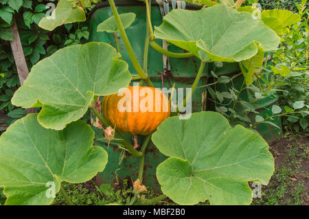 Pumpkin grows in the garden among green leaves Stock Photo - Alamy