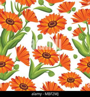 Seamless pattern. Vector illustration calendula flowers on white background. Medicinal herbs in sketch style Web site page and mobile app design. Stock Vector