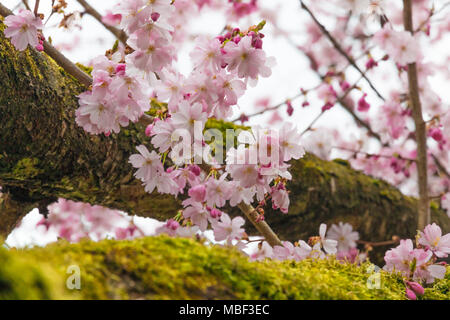 Many pink cherry blossoms on a tree branch full of green moss in spring. Stock Photo