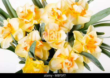 Bouquet of yellow daffodils isolated over the white background Stock Photo