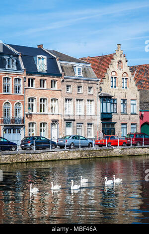 A group of swans glide along the Langerei in Bruges (Brugge), Belgium. Stock Photo