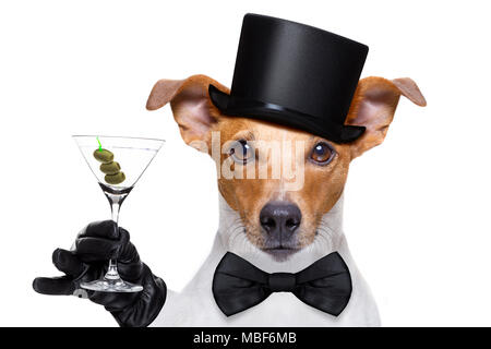 drunk jack russell dog toasting  and drinking a cocktail  martini drink with olives, isolated on white background Stock Photo