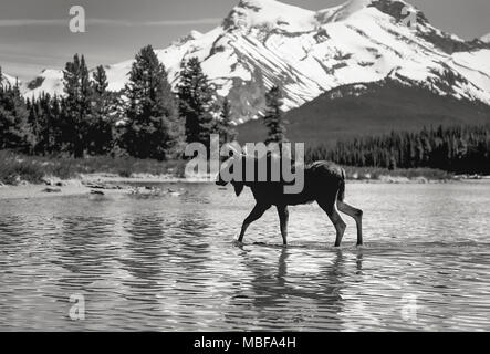 Moose walking in the Canadian rockies Stock Photo