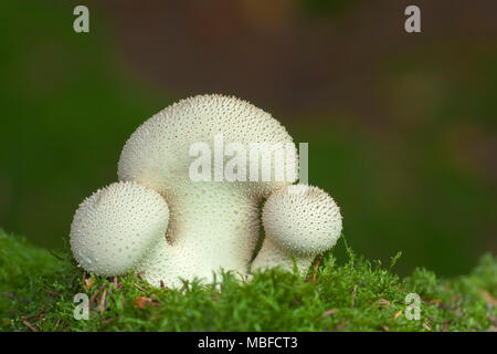 Common Puffball mushroom (Lycoperdon perlatum) growing on woodland floor. Tipperary, Ireland Stock Photo