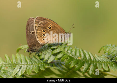Ringlet Butterflies (Aphantopus hyperantus) mating on bracken in woodland. Tipperary, Ireland Stock Photo