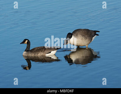 Pair of Canada Goose, Branta canadensis, in calm water, Marshside, Southport, Lancashire,UK Stock Photo