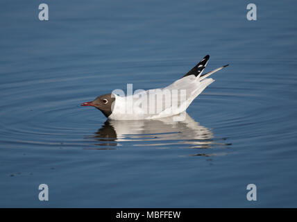 Black-headed gull, Larus ridibundus, mating display in calm water, Morecambe bay, Lancashire, UK Stock Photo