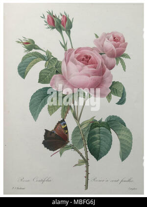 Petaled Rose Stock Photo