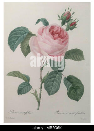 Petaled Rose Stock Photo