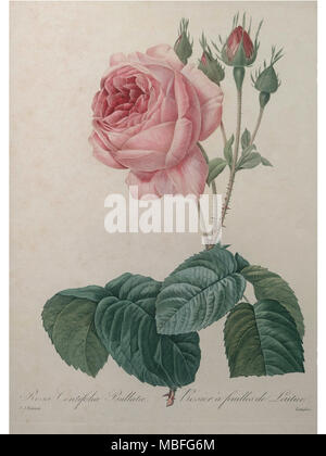 Petaled Rose Stock Photo