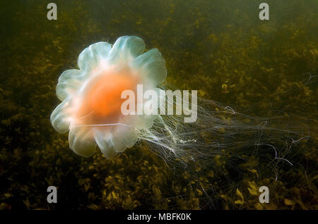 Lion´s mane (Cyanea capillata), dangerous, Baltic sea and German sea, Germany Stock Photo