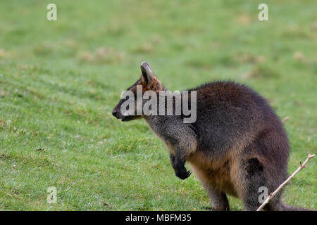 swamp wallaby, Wallabia bicolor, head portraits while feeding on grass in a field Stock Photo