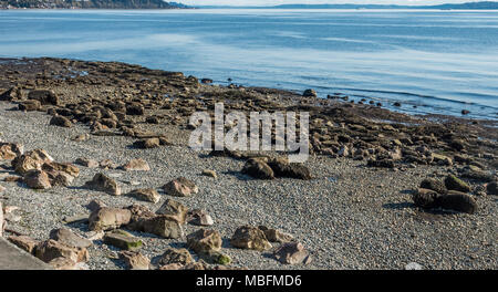 A view of the rocky seabed at low tide in West Seattle, Washington. Stock Photo