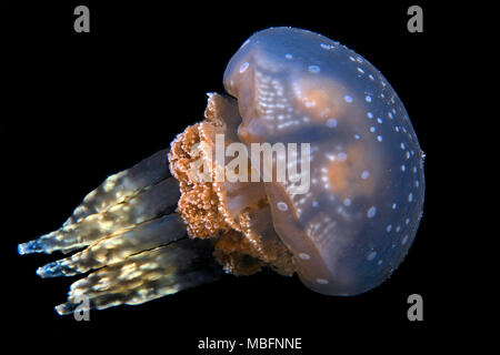 Mastigias-Schirmqualle (Mastigias papua), Palau, Mikronesien | Mastigias jellyfish (Mastigias papua), Palau, Micronesia Stock Photo