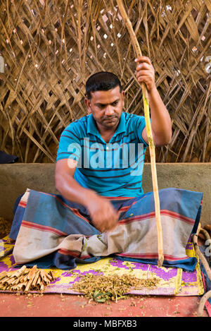 Vertical portrait of a man making cinnamon sticks in Sri Lanka. Stock Photo