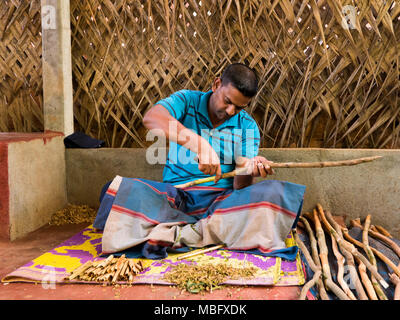 Horizontal portrait of a man making cinnamon sticks in Sri Lanka. Stock Photo