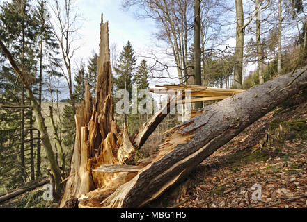 Fallen pine tree with splintered trunk on a wooded hillside Stock Photo