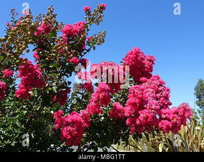 Lagerstroemia or  commonly known as crape myrtle or crepe myrtle against blue sky Stock Photo