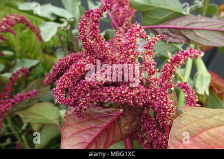 Amaranthus tricolor seeds or known as Red Amaranth Stock Photo