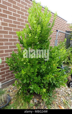 Growing Calamondin, Kumquat, Citrofortunella microcarpa in the ground Stock Photo